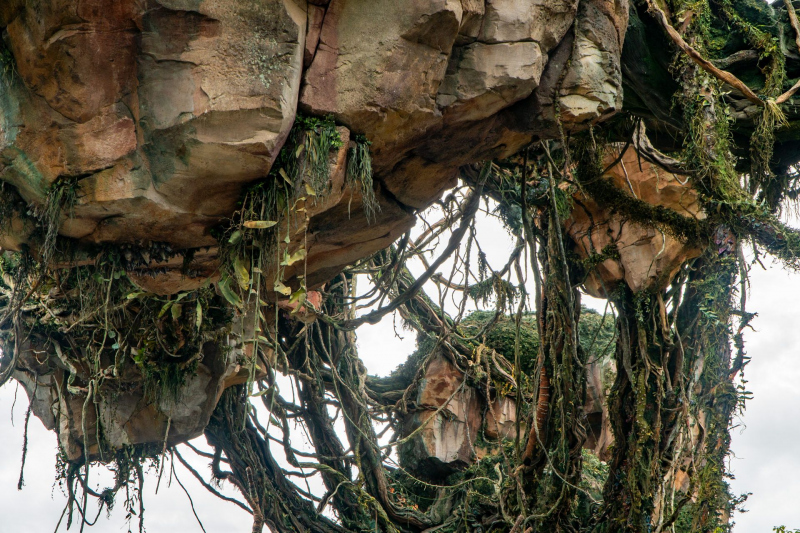 Animal Kingdom