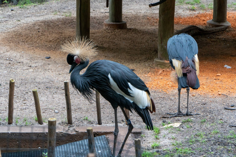 Animal Kingdom