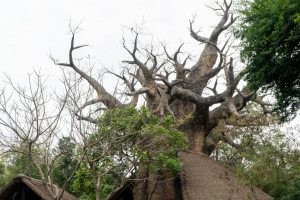 Animal Kingdom