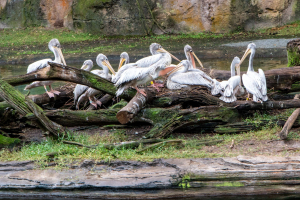 Kilimanjaro Safari