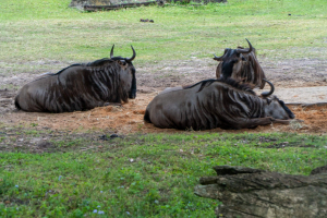 Kilimanjaro Safari