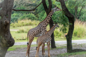 Kilimanjaro Safari