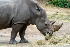 Kilimanjaro Safari