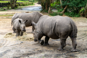Kilimanjaro Safari