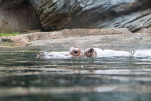 Gorilla Falls Exploration Trail