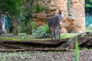 Gorilla Falls Exploration Trail