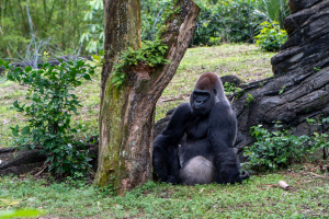 Gorilla Falls Exploration Trail