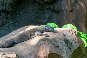 Maharajah Jungle Trek