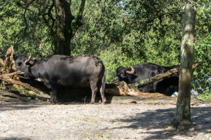 Maharajah Jungle Trek