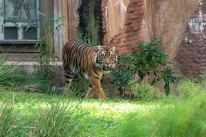 Maharajah Jungle Trek