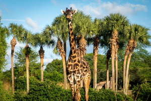 Kilimanjaro Safari