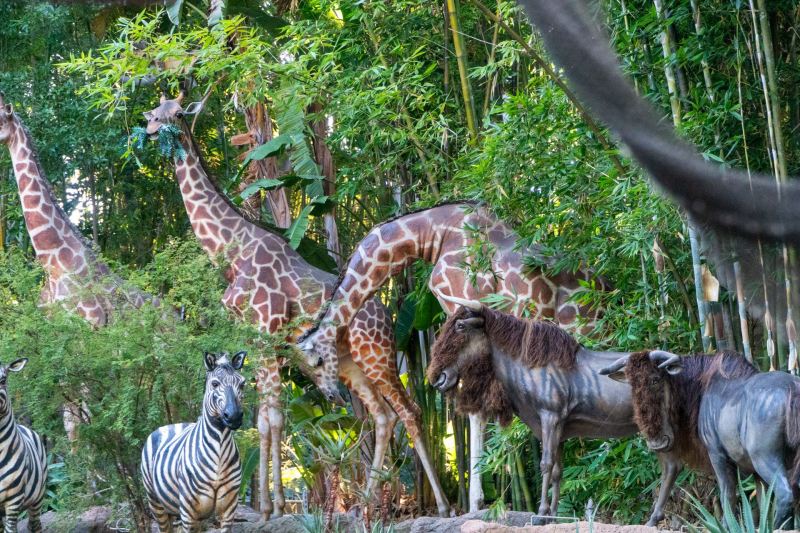 Jungle Cruise
