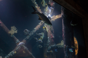 Downtown Aquatium Houston