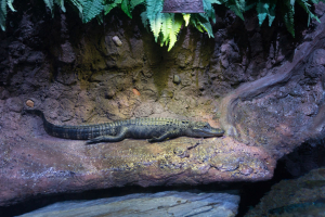 Downtown Aquatium Houston