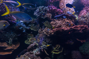 Downtown Aquatium Houston