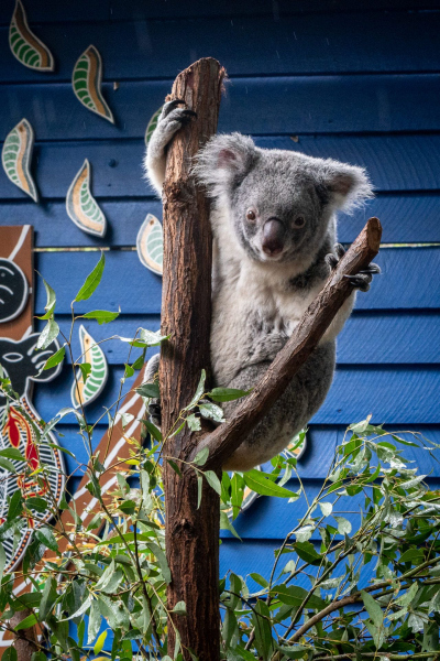 Koala / Koalabär