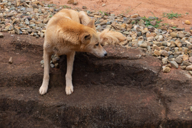 Dingo