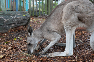 Kangaroo / Känguru