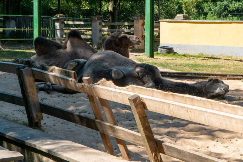 Tiere / Animals