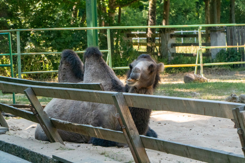 Tiere / Animals