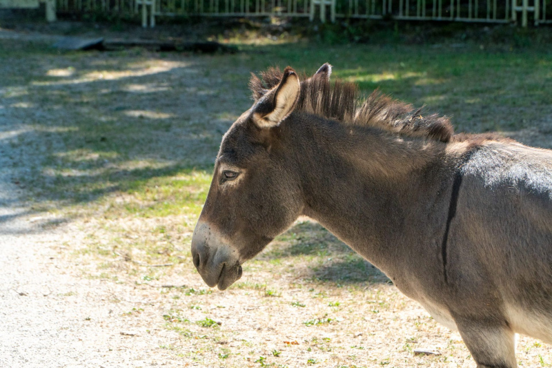 Tiere / Animals