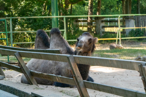 Tiere / Animals