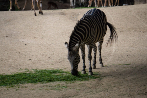Animals
