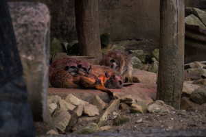 Animals