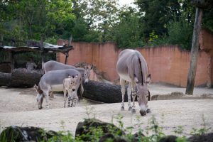 Animals