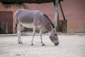 Animals