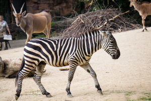 Animals