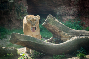 Animals