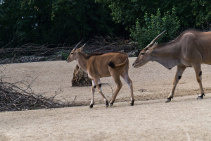 Animals