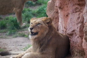 Animals