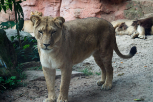 Animals