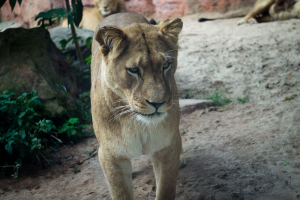 Animals