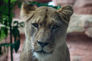 Animals