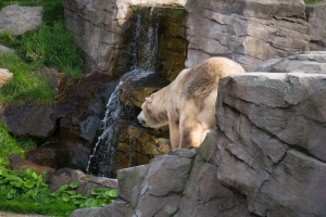 Animals