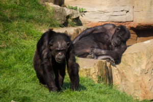Animals
