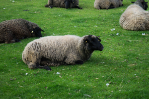 Animals