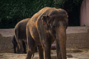 Animals