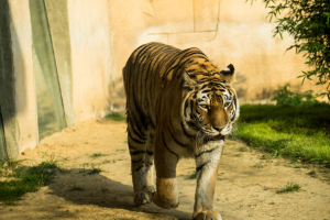 Animals