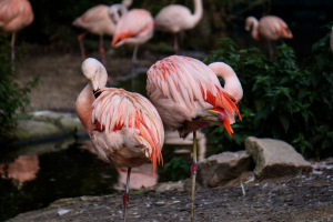Animals