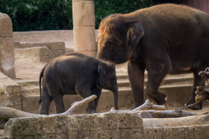 Animals