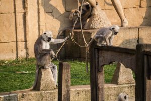 Animals