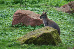 Animals