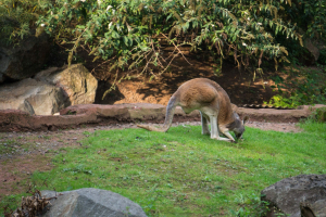 Animals
