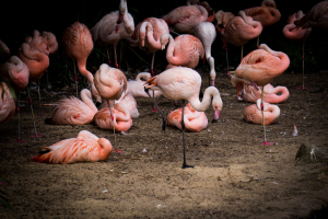 Animals