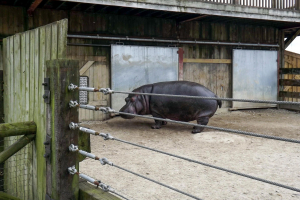 Animals
