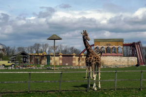 Animals